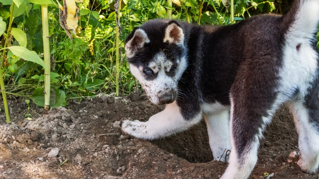 Before You Get a Husky: 13 Things That Might Make You Think Twice 11 Before You Get a Husky: 13 Things That Might Make You Think Twice - siberian husky digging ss1860645595