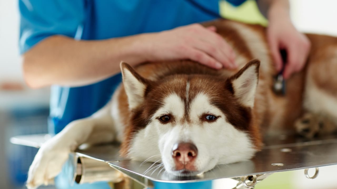 Before You Get a Husky: 13 Things That Might Make You Think Twice 13 Before You Get a Husky: 13 Things That Might Make You Think Twice - sick siberian husky on vet ss622117376
