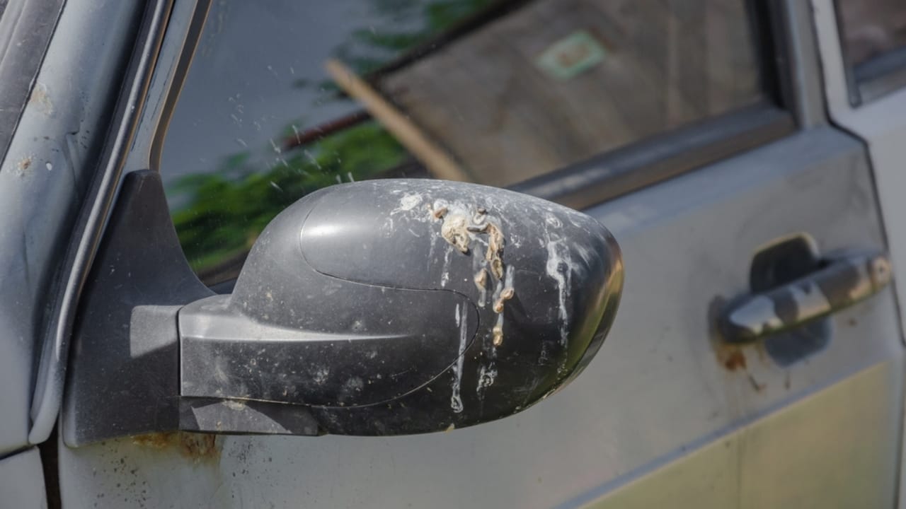 10 Spiritual Messages Behind Birds’ Bathroom Breaks on Your Car 9 10 Spiritual Messages Behind Birds’ Bathroom Breaks on Your Car - side mirror bird poop ss2501473853