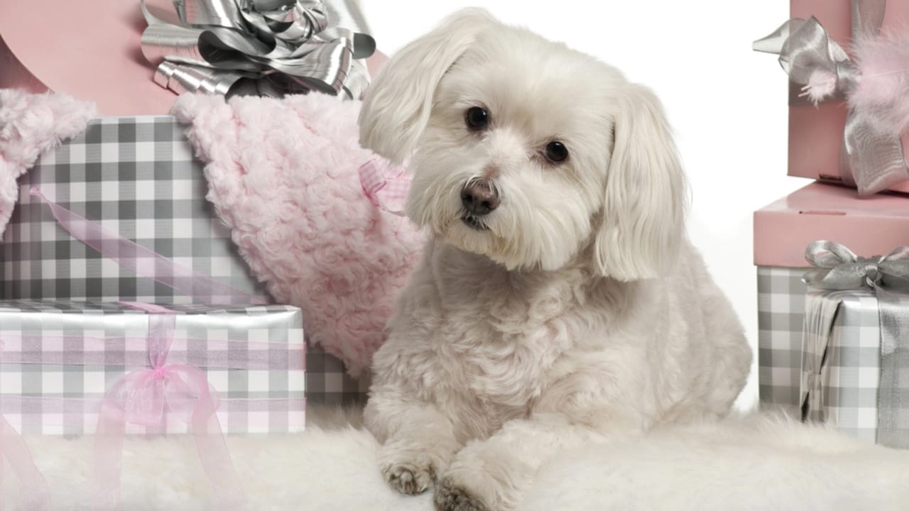 8 Rare Maltese Colors & Patterns You’ve Probably Never Heard Of 4 8 Rare Maltese Colors & Patterns You’ve Probably Never Heard Of - silver and white Maltese dog dp10907598