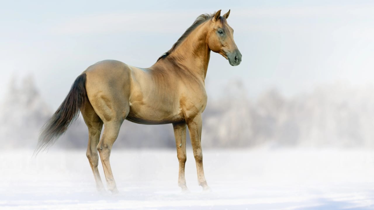 A Closer Look at Horse Colors: From Uncommon Shades to Everyday Favorites - silver horse dp59174063