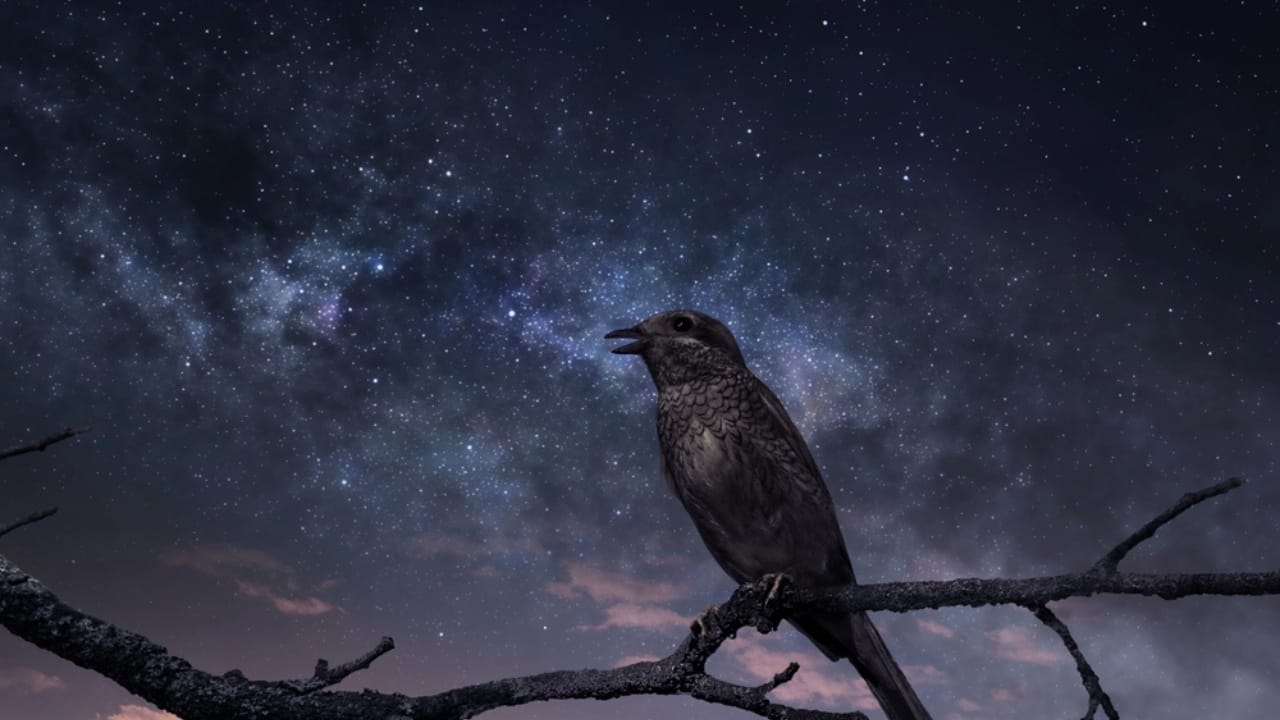 Why Birds Sing at Night: 10 Spiritual Messages Behind Their Calls 5 Why Birds Sing at Night: 10 Spiritual Messages Behind Their Calls - singing bird dp107656394