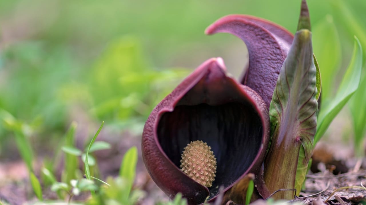 15 Beautiful but Smelly Plants That Could Be Stinking Up Your Yard 4 15 Beautiful but Smelly Plants That Could Be Stinking Up Your Yard - skunk cabbage ss1734112688