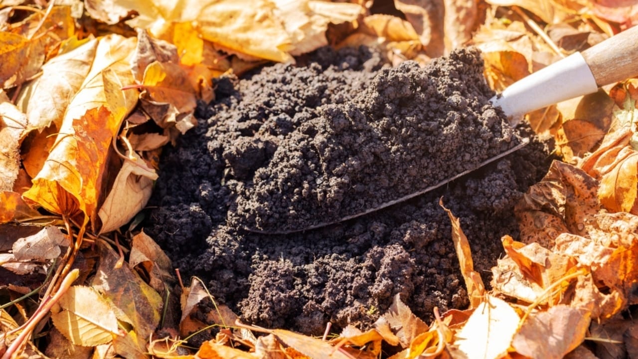 13 Simple Leaf-Recycling Ideas for a Flourishing Garden 13 13 Simple Leaf-Recycling Ideas for a Flourishing Garden - soil and fallen leaves ss2337204537