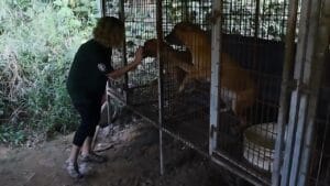 Experience the Heartfelt Reality of Life Inside a South Korean Dog Meat Farm 1 Experience the Heartfelt Reality of Life Inside a South Korean Dog Meat Farm - south korea 1
