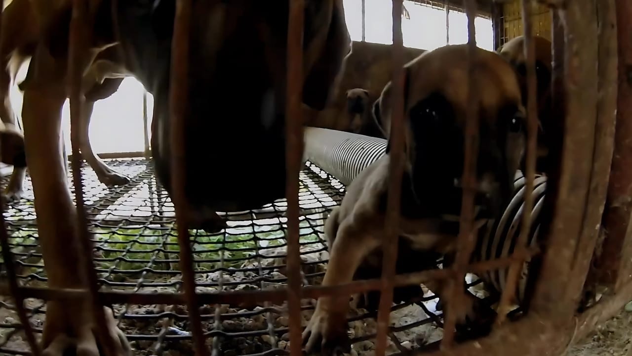 Experience the Heartfelt Reality of Life Inside a South Korean Dog Meat Farm 2 Experience the Heartfelt Reality of Life Inside a South Korean Dog Meat Farm - south korea 2