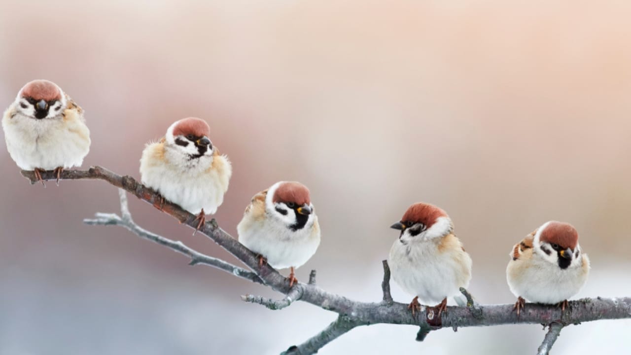 Make Your Backyard Irresistible to Sparrows with Native Plants 2 Make Your Backyard Irresistible to Sparrows with Native Plants - sparrow birds ss772527013