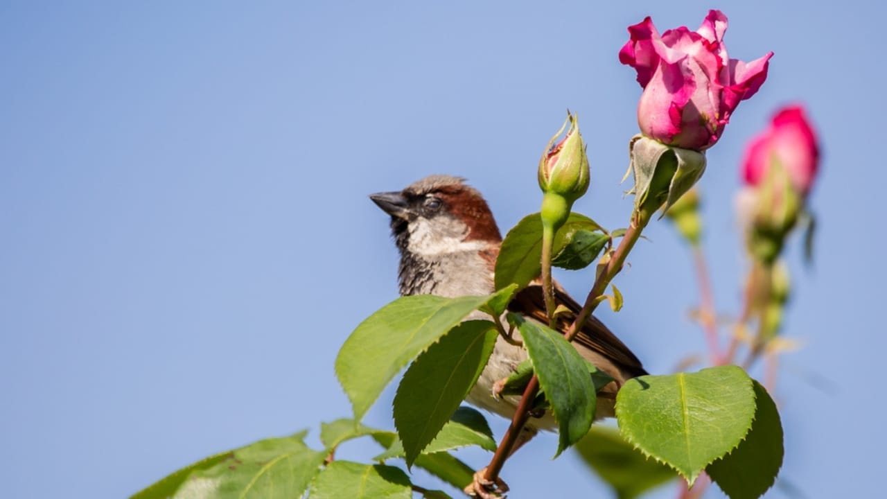 10 Mystical Messages the Universe Sends When Birds Chirp in the Morning 10 10 Mystical Messages the Universe Sends When Birds Chirp in the Morning - sparrow dp410133650
