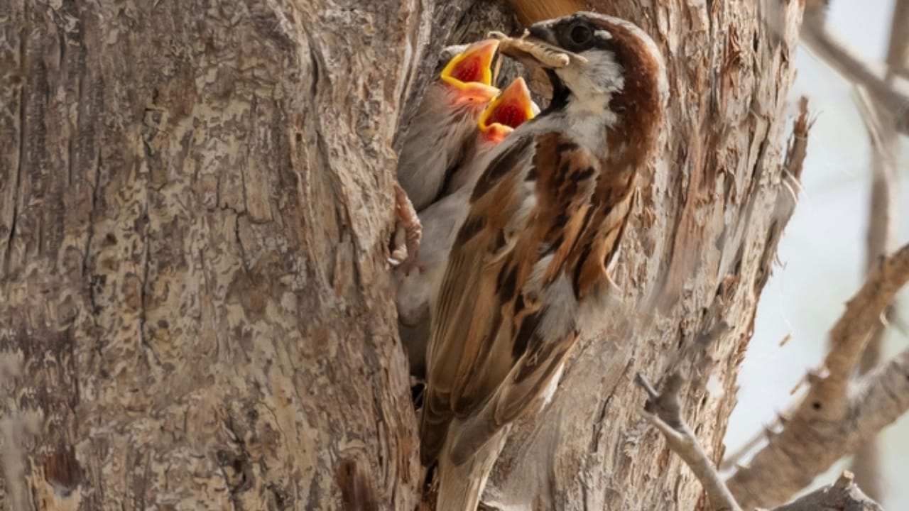 Make Your Backyard Irresistible to Sparrows with Native Plants 3 Make Your Backyard Irresistible to Sparrows with Native Plants - sparrow feeding chicks in the nest ss2332528469