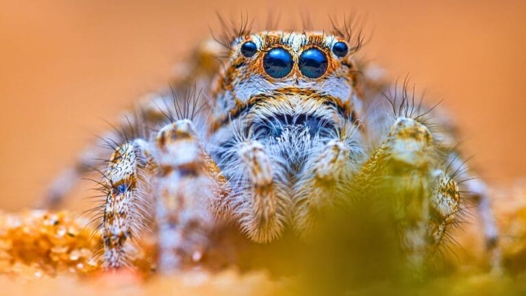 With Up to 128 Spider Species in Your Home, Use These 12 Natural Ingredients to Keep Them Out - spider ss2153309253