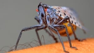 States Issue Kill-on-Sight Orders to Battle Spotted Lanternfly Infestation—But Results are Debatable 1 States Issue Kill-on-Sight Orders to Battle Spotted Lanternfly Infestation—But Results are Debatable - spotted lanternfly Lycorma delicatula ss1368546392