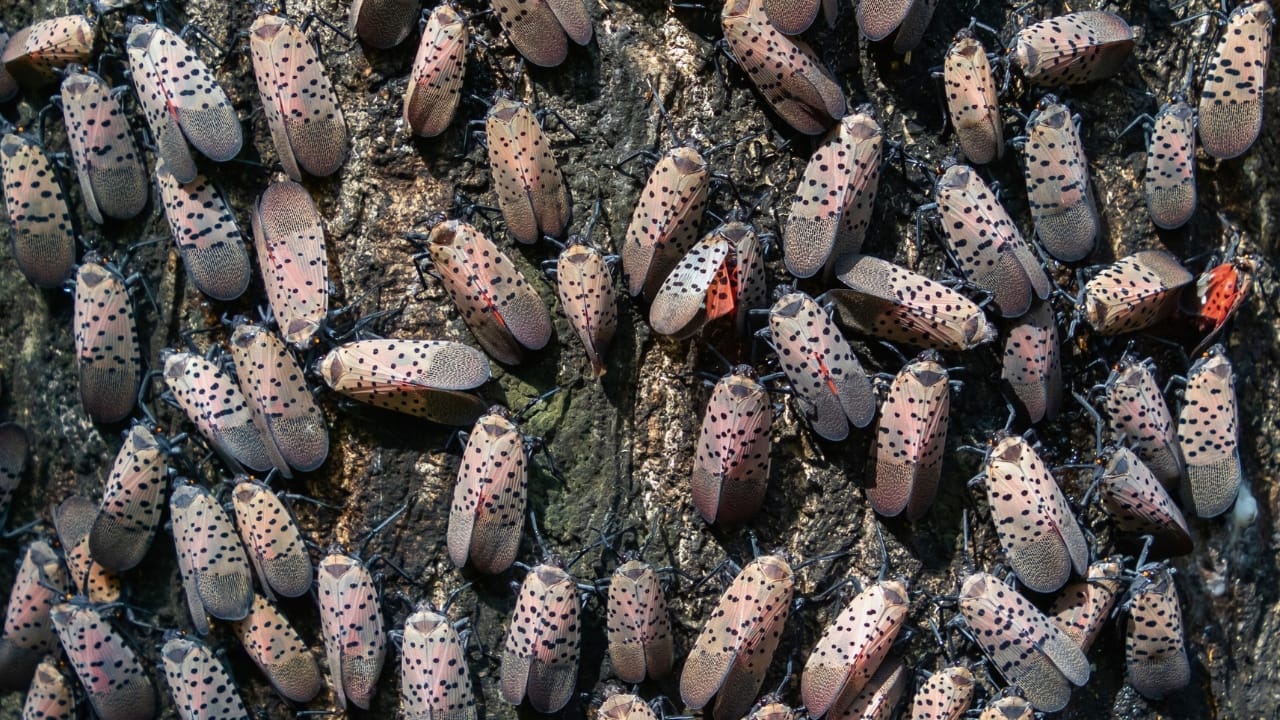 States Issue Kill-on-Sight Orders to Battle Spotted Lanternfly Infestation—But Results are Debatable 3 States Issue Kill-on-Sight Orders to Battle Spotted Lanternfly Infestation—But Results are Debatable - spotted lanternfly Lycorma delicatula ss1856602339