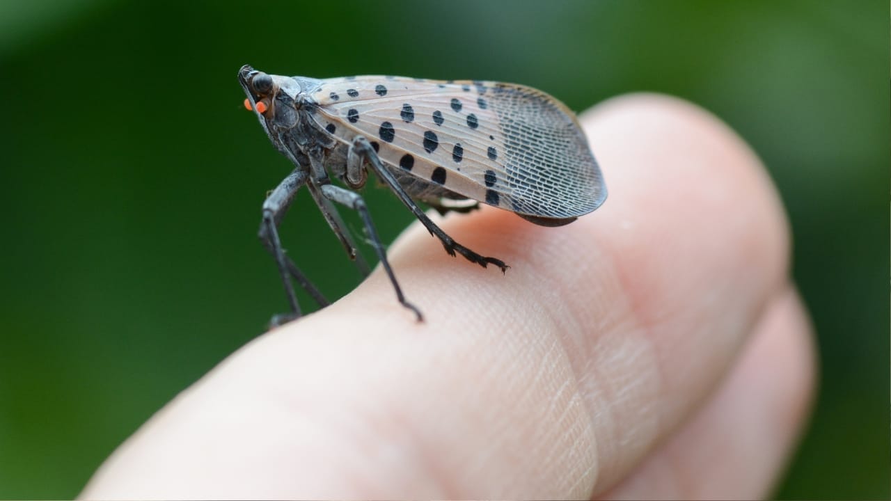 States Issue Kill-on-Sight Orders to Battle Spotted Lanternfly Infestation—But Results are Debatable 6 States Issue Kill-on-Sight Orders to Battle Spotted Lanternfly Infestation—But Results are Debatable - spotted lanternfly Lycorma delicatula ss2198264069