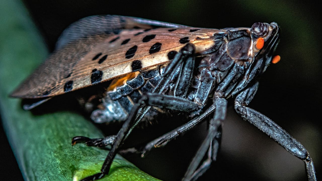 America’s 12 Most Destructive Invasive Species Taking Over Ecosystems - spotted lanternfly Lycorma delicatula ss2357549899