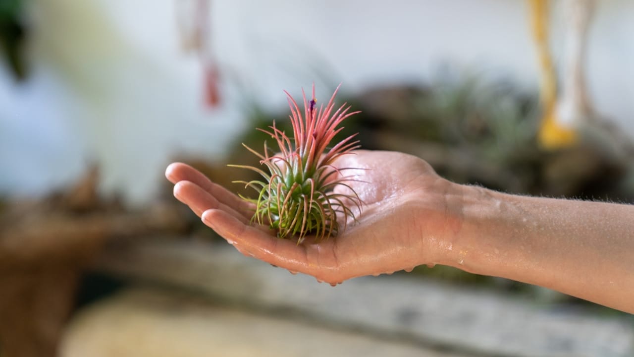 14 Low-Maintenance Houseplants Perfect for Glass Jar Gardening 11 14 Low-Maintenance Houseplants Perfect for Glass Jar Gardening - spraying air plant Tillandsia at garden ss1780234271