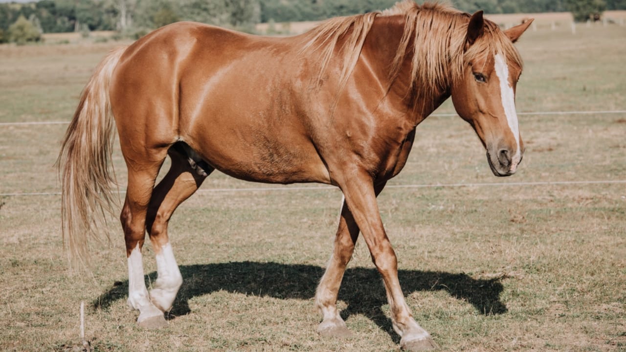 50+ Horse Terms & Slang Every Equestrian Should Know 8 50+ Horse Terms & Slang Every Equestrian Should Know - stallion horse dp214783706