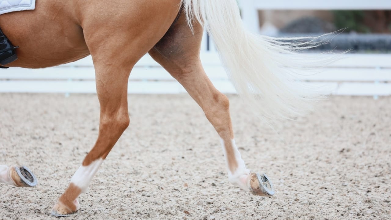 50+ Horse Terms & Slang Every Equestrian Should Know 21 50+ Horse Terms & Slang Every Equestrian Should Know - stifle horse hind legs ss2398356011