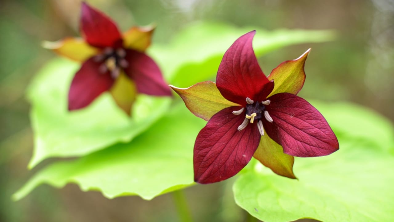 15 Beautiful but Smelly Plants That Could Be Stinking Up Your Yard 3 15 Beautiful but Smelly Plants That Could Be Stinking Up Your Yard - stinking benjamin ss245206981