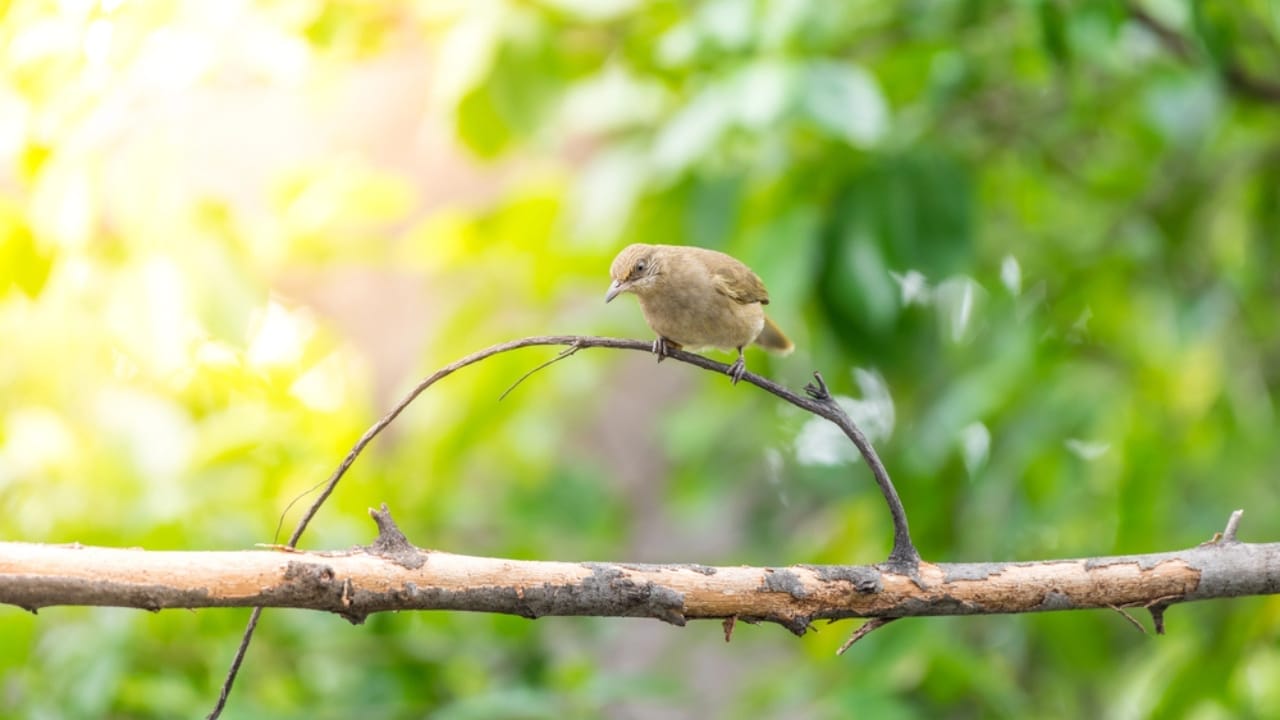 10 Mystical Messages the Universe Sends When Birds Chirp in the Morning 8 10 Mystical Messages the Universe Sends When Birds Chirp in the Morning - streak eared bulbul dp182752220