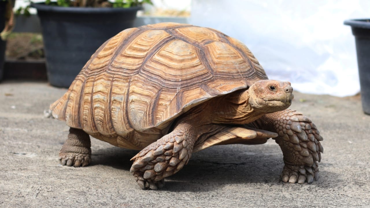 11 Endearing Land Turtles Perfect for a Lifelong Pet—Up to 100 Years 6 11 Endearing Land Turtles Perfect for a Lifelong Pet—Up to 100 Years - sulcata tortoise dp119163600