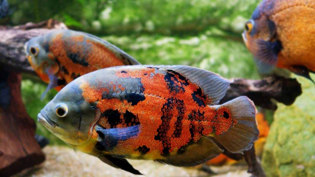 15 Oscar Fish Varieties for the Perfect Aquarium 2 15 Oscar Fish Varieties for the Perfect Aquarium - tiger oscar fish dp335013492