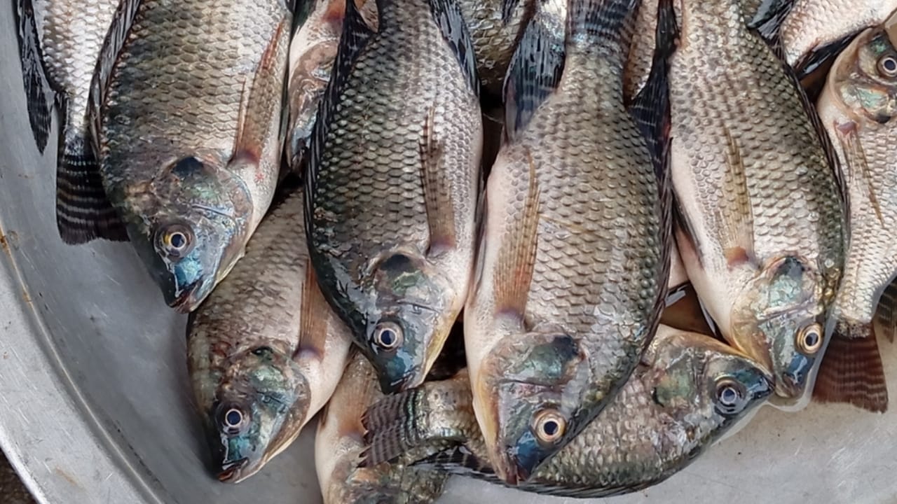 Tilapia & Heavy Metals: The Hidden Contaminants on Your Plate 2 Tilapia & Heavy Metals: The Hidden Contaminants on Your Plate - tilapia ss2512654591