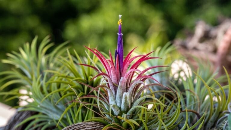 Sky Plants are the Perfect Houseplant — Here's Why 7 Sky Plants are the Perfect Houseplant — Here's Why - tillandsia ionantha plant ss2123147477