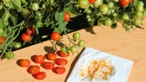Tomato Seed Saving 101: How to Preserve Your Favorite Varieties for Next Season 1 Tomato Seed Saving 101: How to Preserve Your Favorite Varieties for Next Season - tomato seeds in the garden ss1814074658