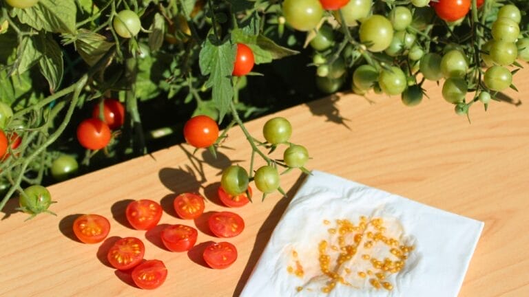 Tomato Seed Saving 101: How to Preserve Your Favorite Varieties for Next Season - tomato seeds in the garden ss1814074658