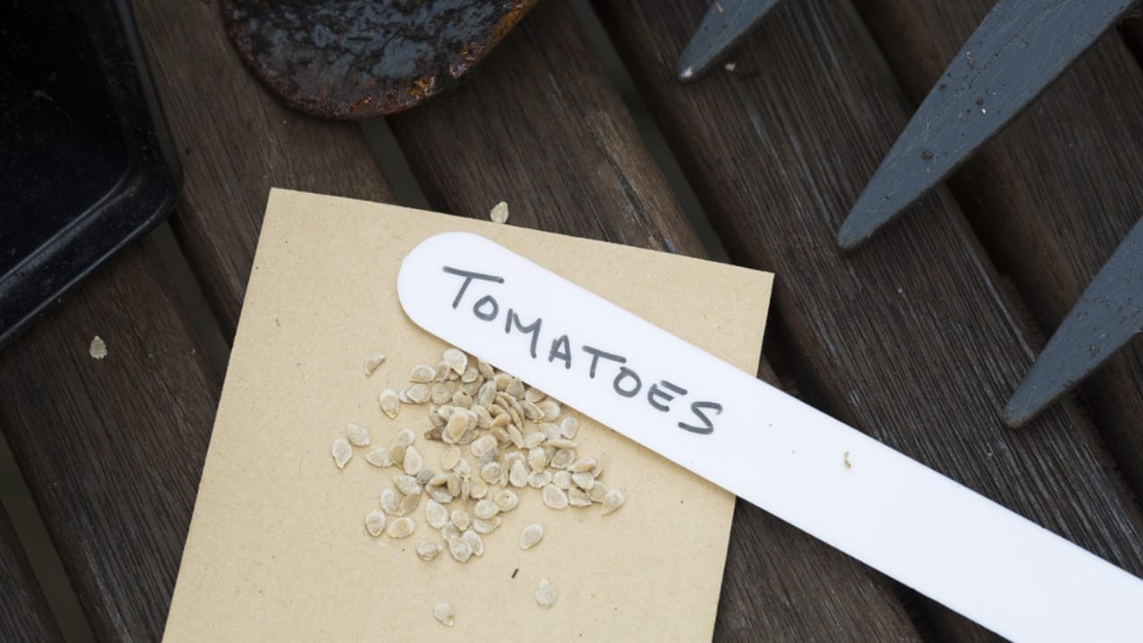 Tomato Seed Saving 101: How to Preserve Your Favorite Varieties for Next Season 6 Tomato Seed Saving 101: How to Preserve Your Favorite Varieties for Next Season - tomato seeds dp49400719