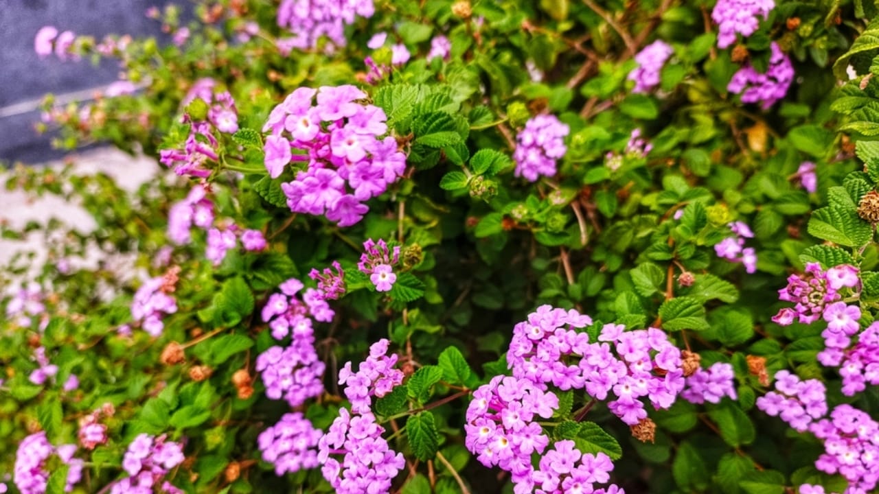 Lantanas are the New Favorite for Gardeners Everywhere 4 Lantanas are the New Favorite for Gardeners Everywhere - trailing lantana ss2499874669