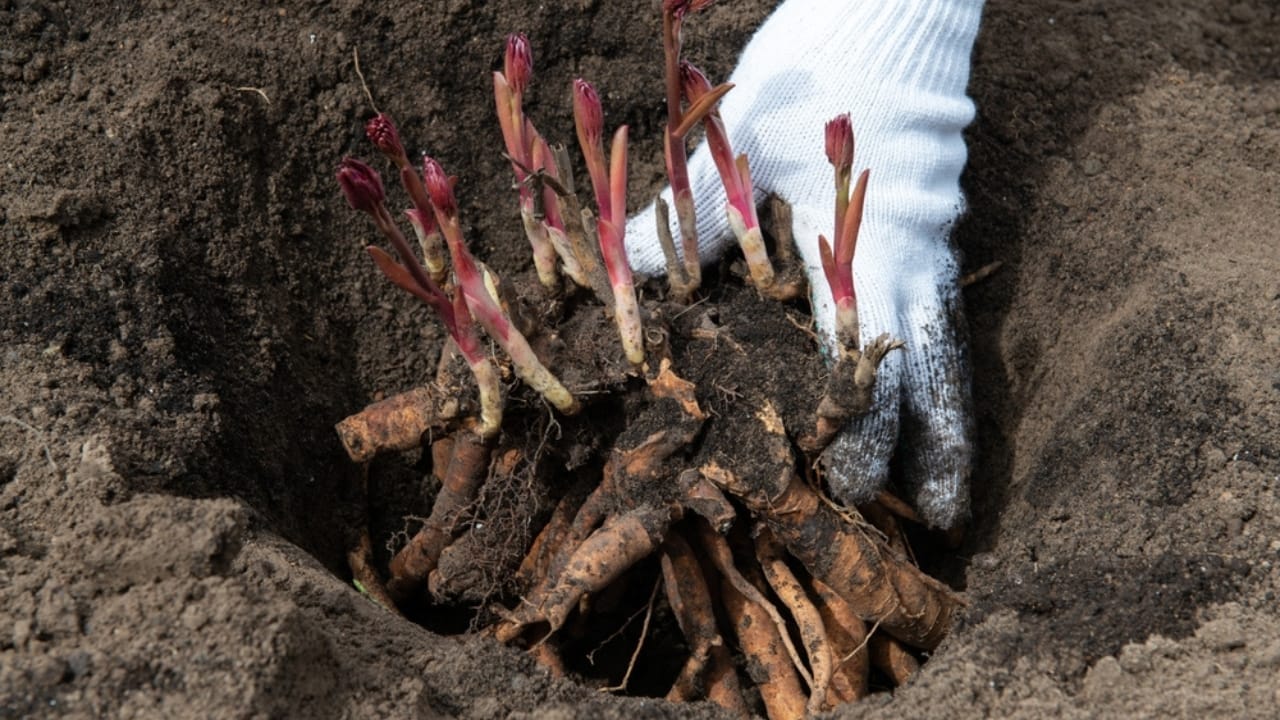 Fall Is the Perfect Time to Move Your Peonies 3 Fall Is the Perfect Time to Move Your Peonies - transplanting peony rhizomes gardening ss2300123123