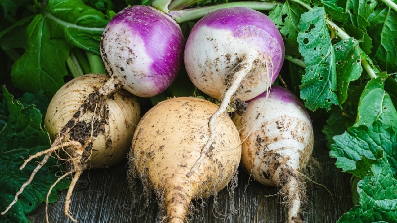 15 Easiest Vegetables to Grow in a Backyard Vegetable Garden 17 15 Easiest Vegetables to Grow in a Backyard Vegetable Garden - turnips vegetables ss2224968887