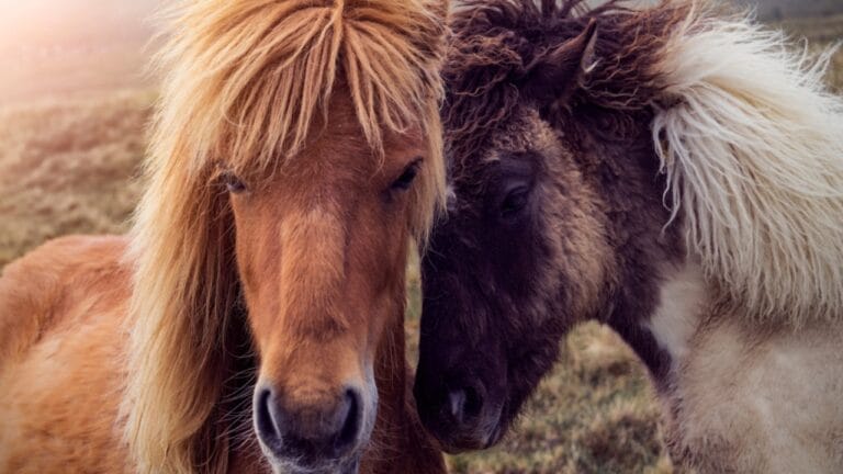 11 Facts About the Faroese Horse, One of the Rarest Breeds in the World 9 11 Facts About the Faroese Horse, One of the Rarest Breeds in the World - two faroese horses ss1139755877