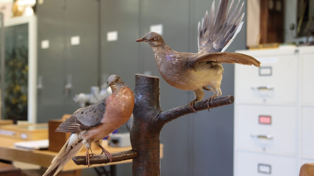 The Passenger Pigeon&rsquo;s Extinction: 100 Years Later & The Role Humans Played - two passenger pigeon wc