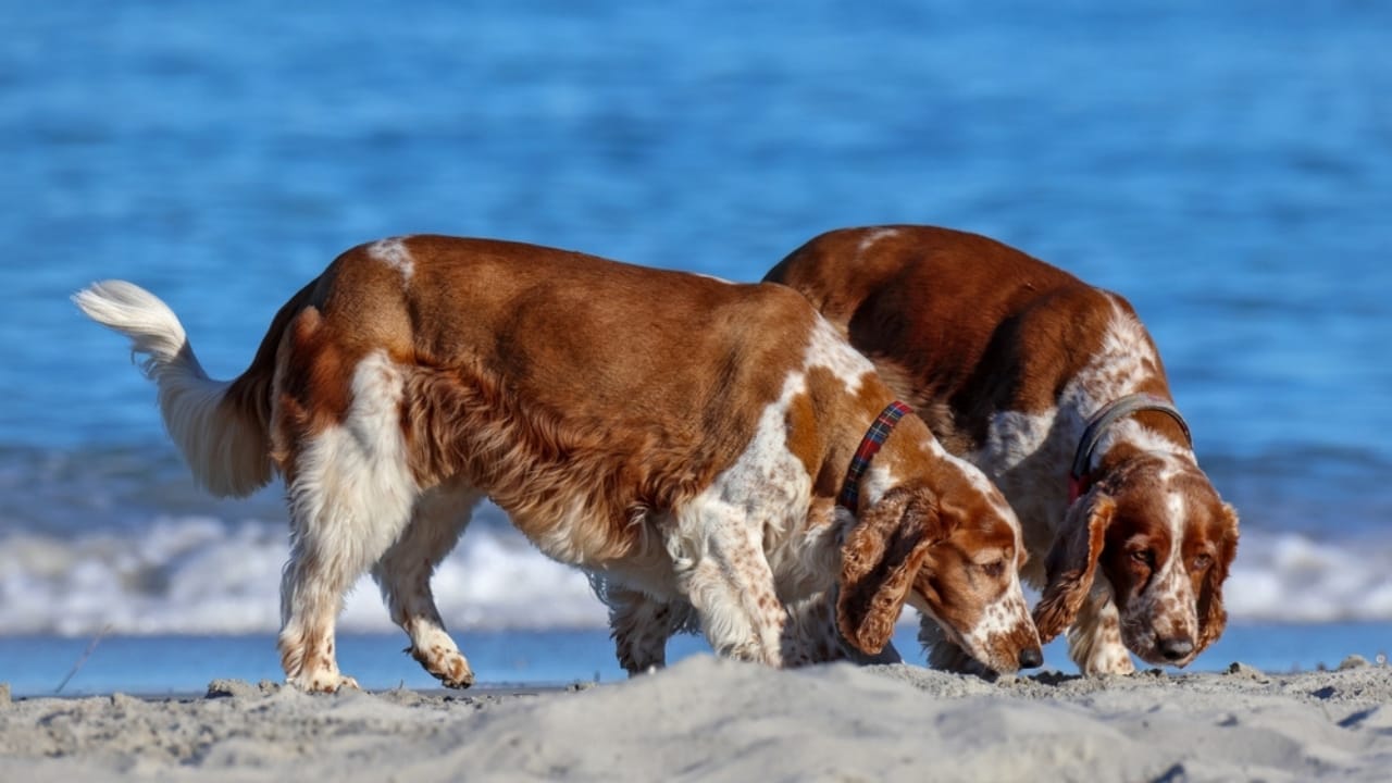 Canine Nosework: The Perfect Combo of Fun & Focus for Your Dog 10 Canine Nosework: The Perfect Combo of Fun & Focus for Your Dog - two spaniels sniffing ocean surface ss2454841055