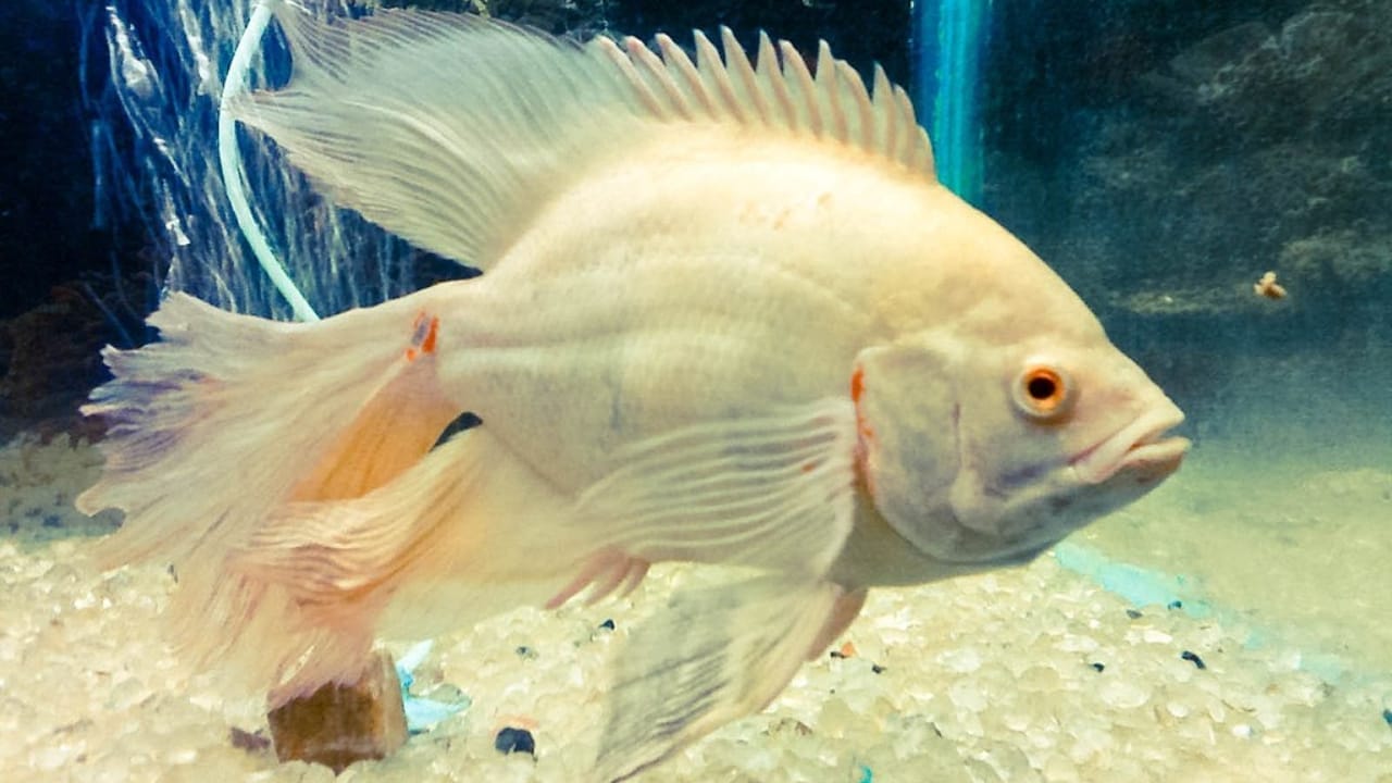 15 Oscar Fish Varieties for the Perfect Aquarium 16 15 Oscar Fish Varieties for the Perfect Aquarium - veil tail oscar fish wc