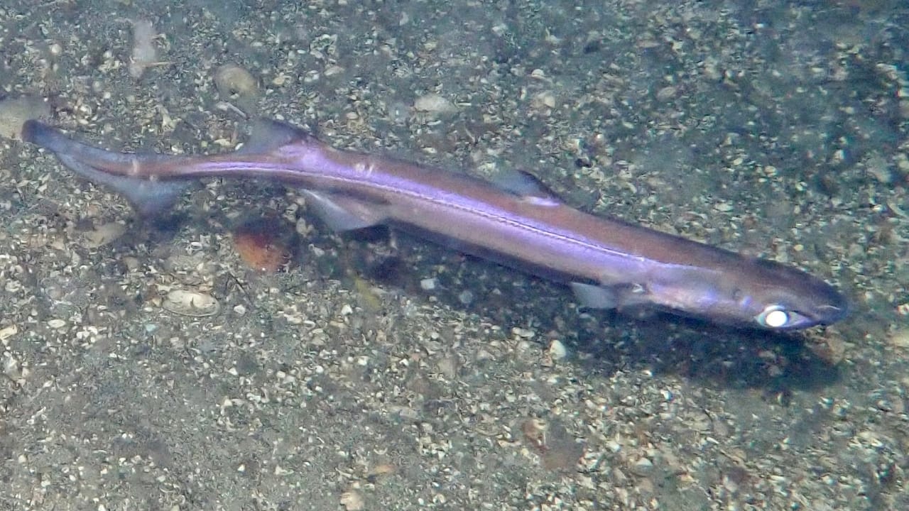 15 Shark Facts That Prove There's More to These Predators Than Meets the Eye 7 15 Shark Facts That Prove There's More to These Predators Than Meets the Eye - velvet belly lanternshark wc