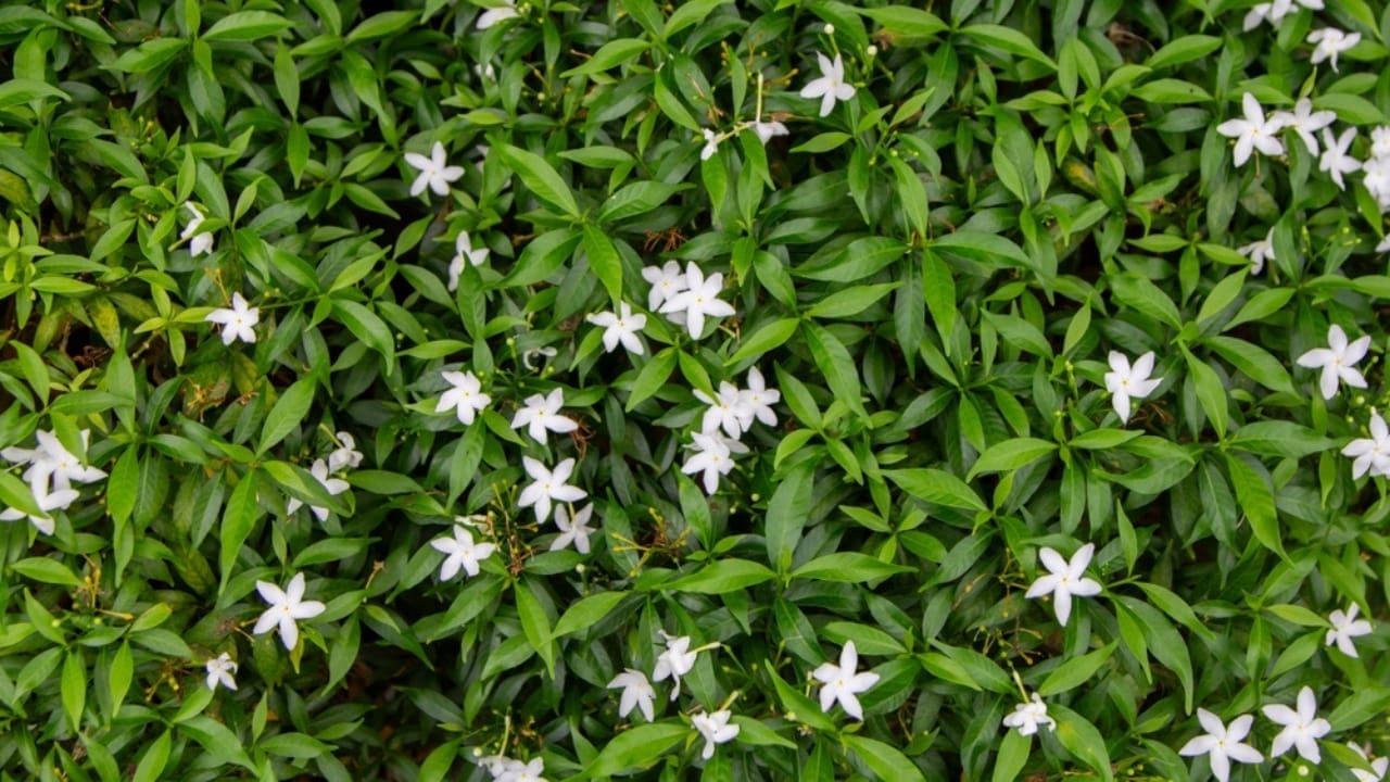 15 Plants That Transform Fence Lines Into Living Masterpieces - vertical garden of jasmine ss2474752185