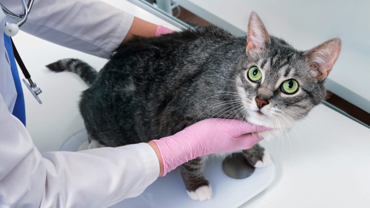 18 Ways to Help Your Senior Cat Thrive in Their Golden Years 3 18 Ways to Help Your Senior Cat Thrive in Their Golden Years - veterinarian weighs an overweight pet on a scale ss1984518179