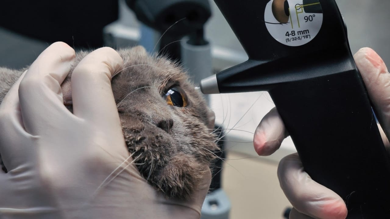 18 Ways to Help Your Senior Cat Thrive in Their Golden Years 17 18 Ways to Help Your Senior Cat Thrive in Their Golden Years - veterinary ophthalmologist checks a cats eye ss2463323809