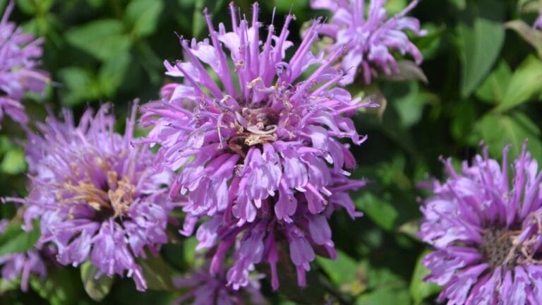 The Purple-Pink Wildflower That Hummingbirds & Pollinators Crave - violet mintleaf bergamot ss2249371005