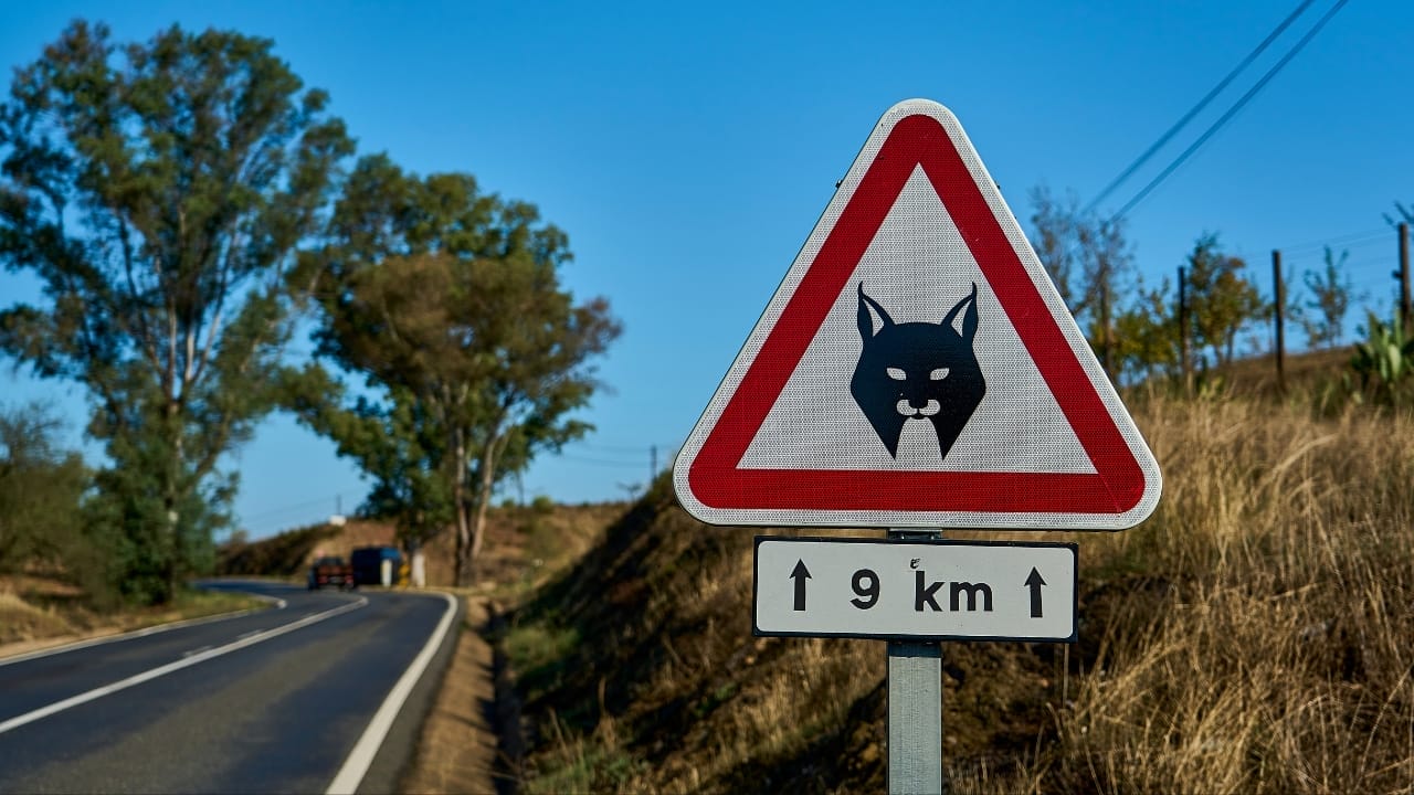 The Remarkable Comeback of the World's Most Endangered Cat Species 6 The Remarkable Comeback of the World's Most Endangered Cat Species - warning sign road Lynx ss2479240989