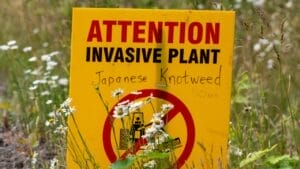 Homeowners Alert: This Invasive Plant is Destroying Property Values Across America 1 Homeowners Alert: This Invasive Plant is Destroying Property Values Across America - warning sign japanese knotweed plant ss1777590785