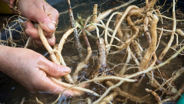17 Native U.S. Plants That Can Be Lifesavers in a Survival Garden 4 17 Native U.S. Plants That Can Be Lifesavers in a Survival Garden - washing ginseng roots ss571936831