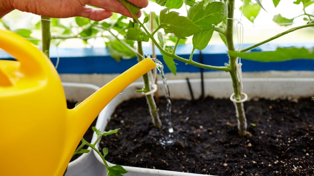 Grow Your Own Black Pepper: A Gardener’s Guide to Cultivating & Harvesting 5 Grow Your Own Black Pepper: A Gardener’s Guide to Cultivating & Harvesting - watering plant dp488760288