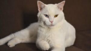 15 Gorgeous Breeds of White Cats That Could Be Perfect for You 1 15 Gorgeous Breeds of White Cats That Could Be Perfect for You - white parison cat ss2404193169