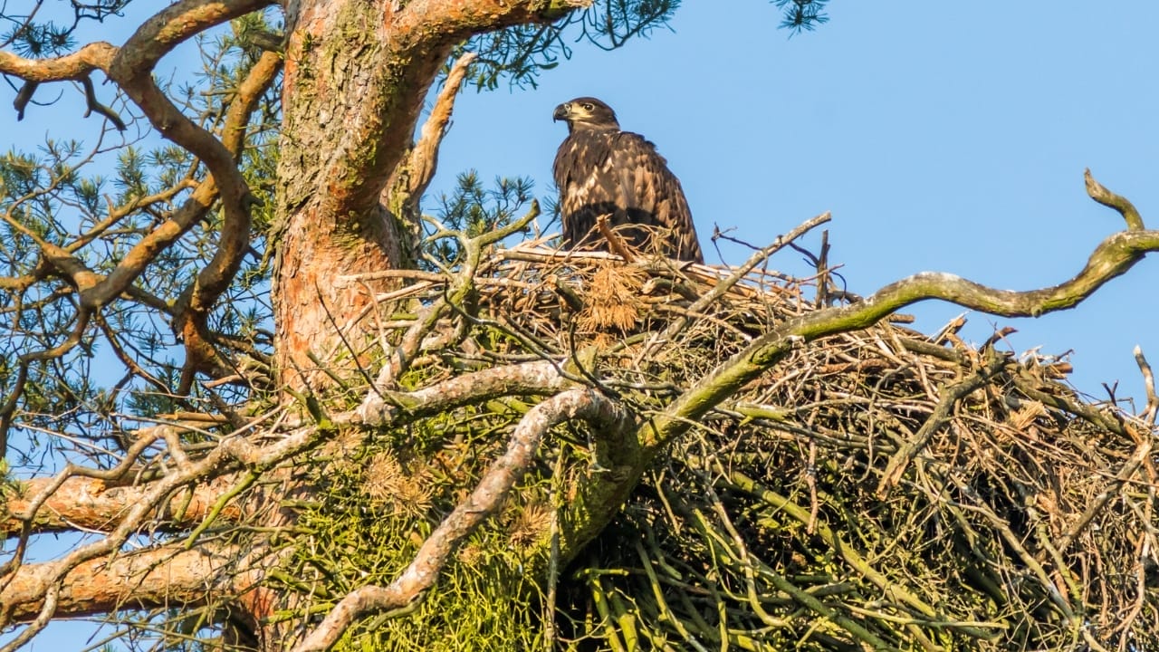 White-Tailed Eagles Make Historic Return to Northern Ireland's Skies 4 White-Tailed Eagles Make Historic Return to Northern Ireland's Skies - white tailed eagle ss1404653270
