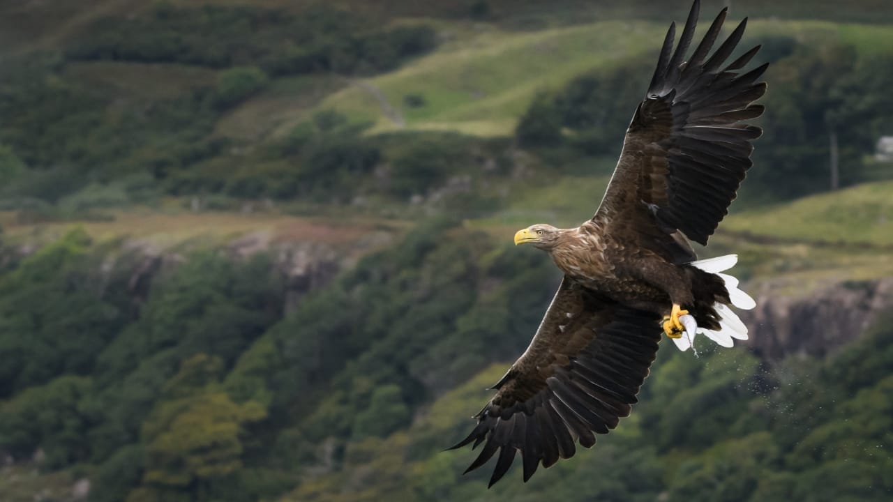 White-Tailed Eagles Make Historic Return to Northern Ireland's Skies 2 White-Tailed Eagles Make Historic Return to Northern Ireland's Skies - white tailed eagle ss1568183317