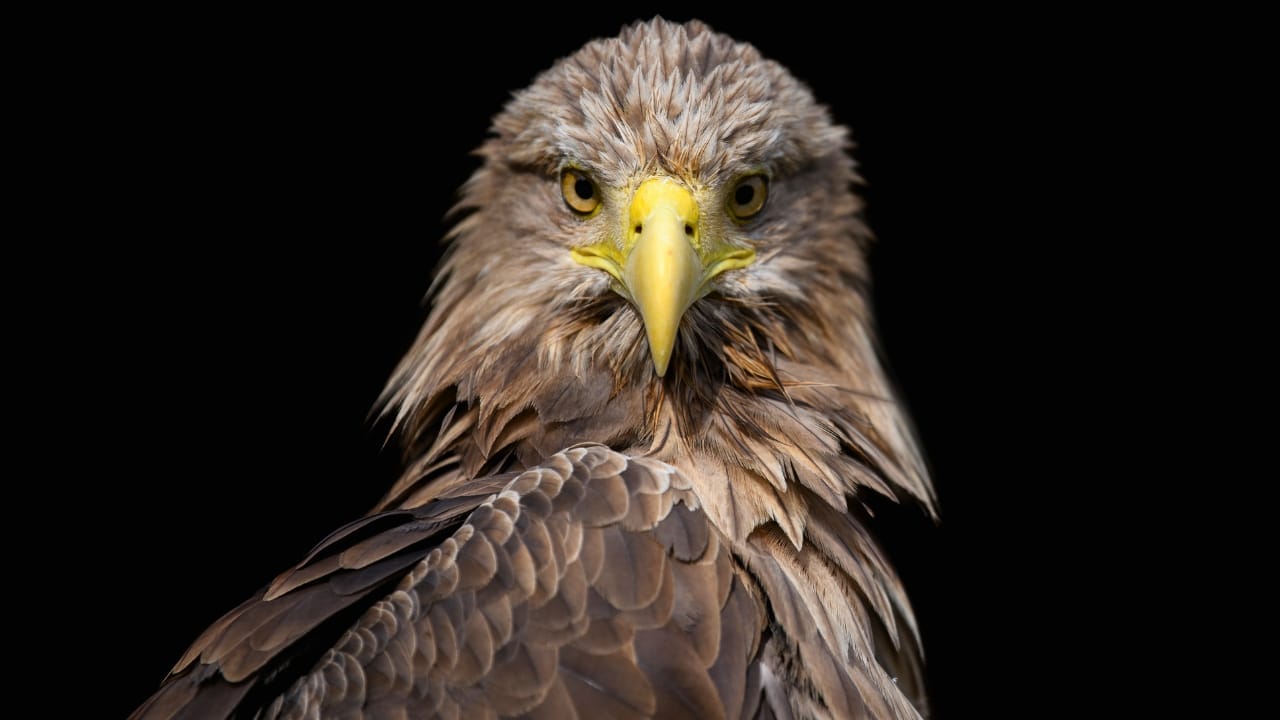 White-Tailed Eagles Make Historic Return to Northern Ireland's Skies 5 White-Tailed Eagles Make Historic Return to Northern Ireland's Skies - white tailed eagle ss1784963789